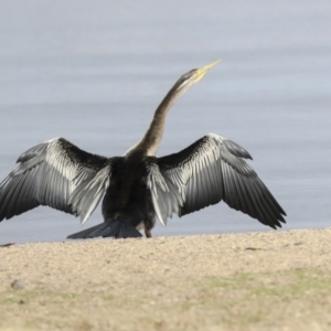 Anhinga novaehollandiae at Greenway, ACT - 3 Aug 2021