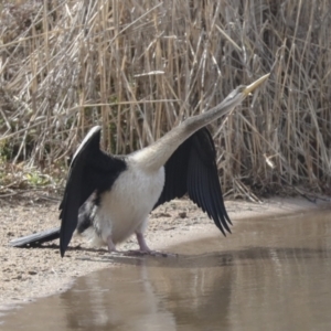 Anhinga novaehollandiae at Greenway, ACT - 3 Aug 2021