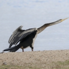 Anhinga novaehollandiae at Greenway, ACT - 3 Aug 2021