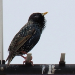 Sturnus vulgaris (Common Starling) at Stranger Pond - 8 Aug 2021 by RodDeb