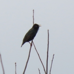 Sturnus vulgaris at Bonython, ACT - 8 Aug 2021