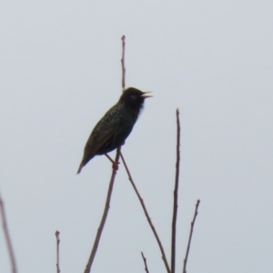 Sturnus vulgaris at Bonython, ACT - 8 Aug 2021 01:45 PM