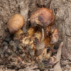 Gymnopilus sp. (Gymnopilus) at Bonython, ACT - 8 Aug 2021 by RodDeb