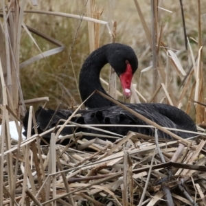 Cygnus atratus at Bonython, ACT - 8 Aug 2021