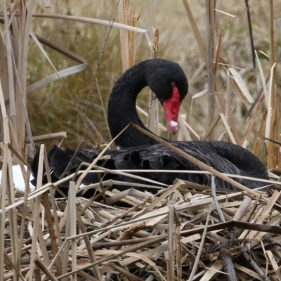 Cygnus atratus (Black Swan) at Stranger Pond - 8 Aug 2021 by RodDeb