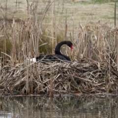 Cygnus atratus at Bonython, ACT - 8 Aug 2021