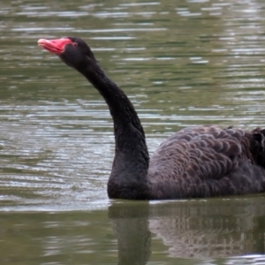 Cygnus atratus at Bonython, ACT - 8 Aug 2021