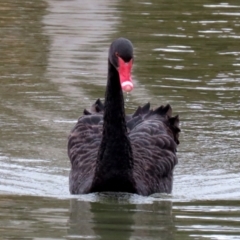 Cygnus atratus at Bonython, ACT - 8 Aug 2021