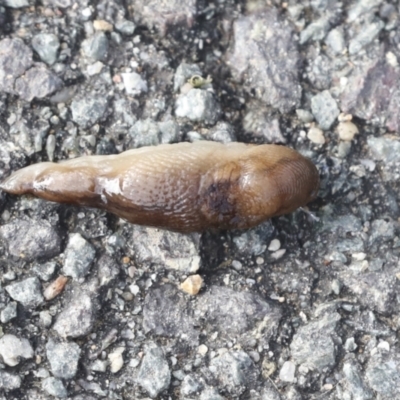 Ambigolimax sp. (valentius and waterstoni) (Striped Field Slug) at Kambah, ACT - 3 Aug 2021 by AlisonMilton