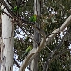 Polytelis swainsonii (Superb Parrot) at Wanniassa, ACT - 8 Aug 2021 by jksmits