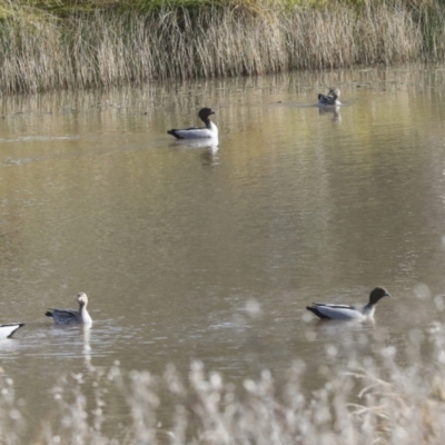 Chenonetta jubata (Australian Wood Duck) at Molonglo River Reserve - 27 Jul 2021 by AlisonMilton