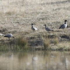 Chenonetta jubata at Holt, ACT - 27 Jul 2021 11:36 AM