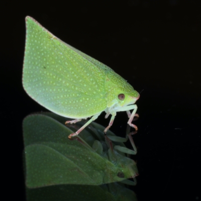 Siphanta acuta (Green planthopper, Torpedo bug) at Ainslie, ACT - 2 Aug 2021 by jb2602