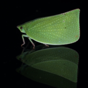 Siphanta acuta at Ainslie, ACT - 2 Aug 2021