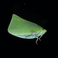 Siphanta acuta at Ainslie, ACT - 2 Aug 2021