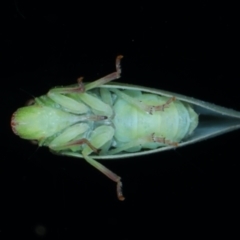 Siphanta acuta at Ainslie, ACT - 2 Aug 2021