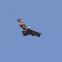 Aquila audax at Holt, ACT - 27 Jul 2021