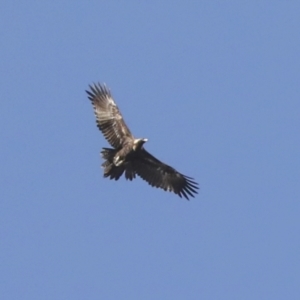 Aquila audax at Holt, ACT - 27 Jul 2021