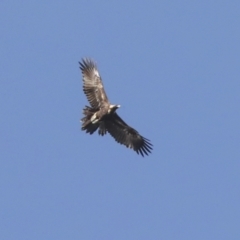 Aquila audax at Holt, ACT - 27 Jul 2021