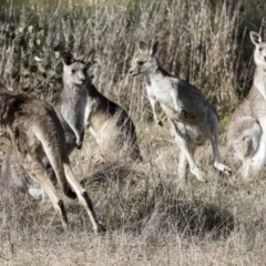 Macropus giganteus (Eastern Grey Kangaroo) at Holt, ACT - 27 Jul 2021 by AlisonMilton