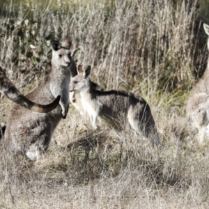 Macropus giganteus at Holt, ACT - 27 Jul 2021