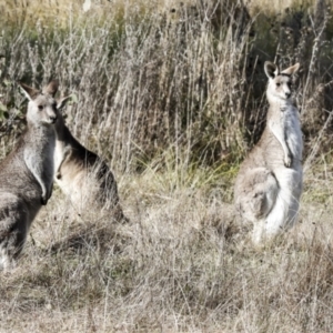 Macropus giganteus at Holt, ACT - 27 Jul 2021