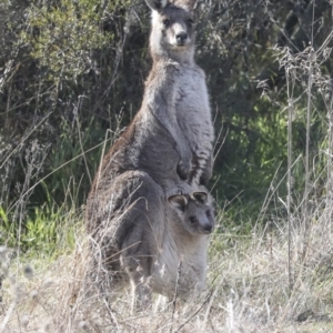 Macropus giganteus at Holt, ACT - 27 Jul 2021