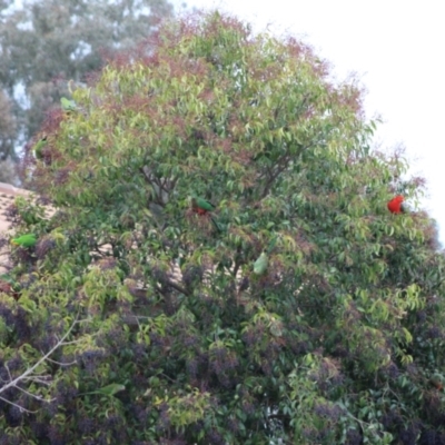 Alisterus scapularis (Australian King-Parrot) at Kambah, ACT - 8 Aug 2021 by stickatek