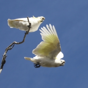 Cacatua galerita at Holt, ACT - 27 Jul 2021