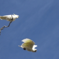 Cacatua galerita at Holt, ACT - 27 Jul 2021