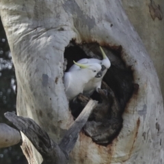 Cacatua galerita at Holt, ACT - 27 Jul 2021