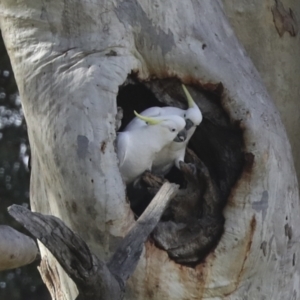 Cacatua galerita at Holt, ACT - 27 Jul 2021 12:13 PM