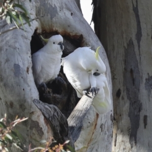 Cacatua galerita at Holt, ACT - 27 Jul 2021