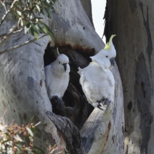 Cacatua galerita at Holt, ACT - 27 Jul 2021