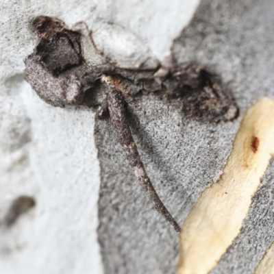 Conoeca guildingi (A case moth) at Greenway, ACT - 3 Aug 2021 by AlisonMilton