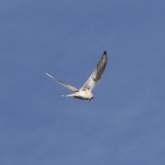 Falco cenchroides (Nankeen Kestrel) at Molonglo River Reserve - 27 Jul 2021 by AlisonMilton