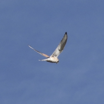 Falco cenchroides (Nankeen Kestrel) at Holt, ACT - 27 Jul 2021 by AlisonMilton