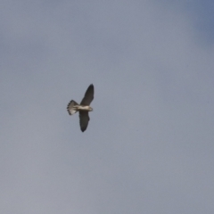 Falco cenchroides at Holt, ACT - 27 Jul 2021