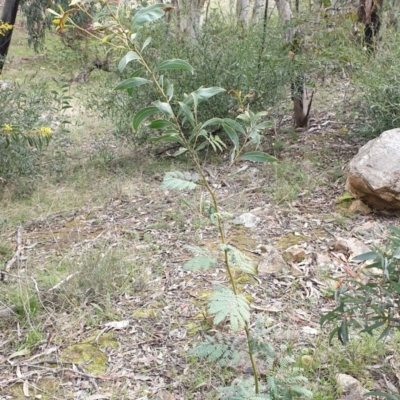 Acacia rubida (Red-stemmed Wattle, Red-leaved Wattle) at Mullion, NSW - 8 Aug 2021 by drakes