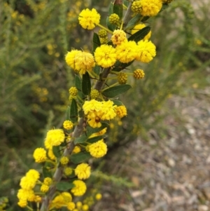 Acacia paradoxa at Mullion, NSW - 8 Aug 2021