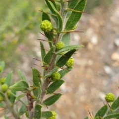 Acacia paradoxa at Mullion, NSW - 8 Aug 2021