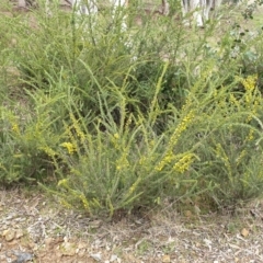 Acacia paradoxa at Mullion, NSW - 8 Aug 2021