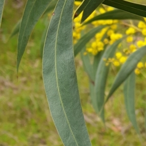 Acacia pycnantha at Mullion, NSW - 8 Aug 2021 02:47 PM