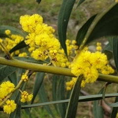 Acacia pycnantha at Mullion, NSW - 8 Aug 2021 02:47 PM