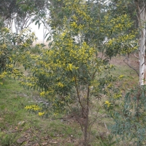 Acacia pycnantha at Mullion, NSW - 8 Aug 2021 02:47 PM