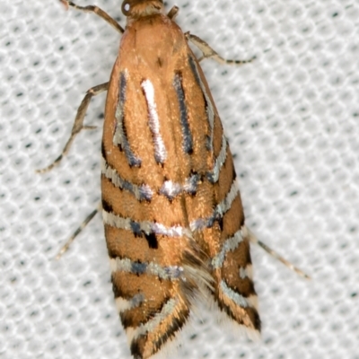 Glyphipterix perimetalla (Five-bar Sedge-moth) at Paddys River, ACT - 11 Mar 2021 by Bron