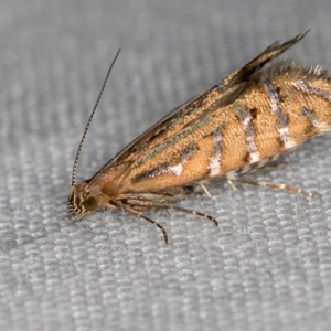 Glyphipterix perimetalla at Paddys River, ACT - 12 Mar 2021 08:43 AM