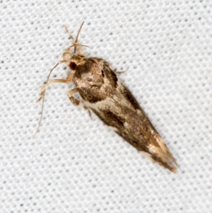 Macrobathra ceraunobola at Paddys River, ACT - 12 Mar 2021 08:44 AM