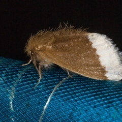 Euproctis baliolalis (Browntail Gum Moth) at Paddys River, ACT - 11 Mar 2021 by Bron