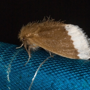 Euproctis baliolalis at Paddys River, ACT - 12 Mar 2021